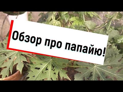 Видео: ПАПАЙЯ ПЕРЕСАДКА, ПОСЕВ СЕМЯН,КРАТКИЙ ОБЗОР ПО УХОДУ И СОРТАМ.
