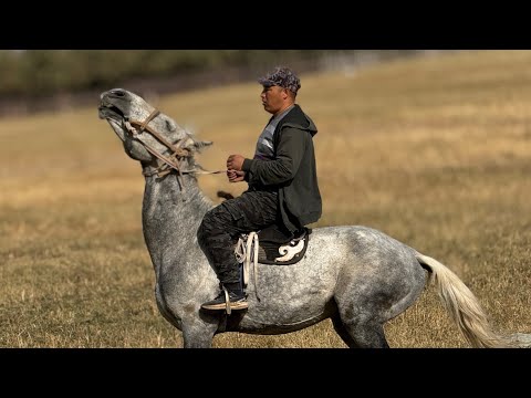 Видео: 160 МИҢГЕ ЗОР АТ ЧЫКТЫ 💪🏻 #байтв 