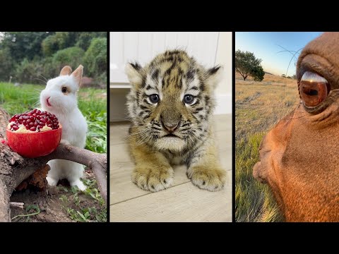 Видео: Cute and funny ANIMALS 🐯Videos🔶 Сompilation # 8🔶