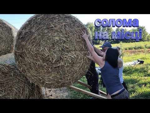 Видео: Гаряча пора! Без підстилки ніяк! Втрата кроликів! Відлучка поросят!