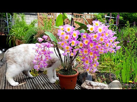Видео: Цветение орхидеи Дендробиум в домашних условиях. Dendrobium  amabile.  Обзор орхидей.