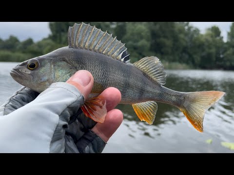 Видео: Хочеш ловити рибу? Тоді — вейдерси! “Want to fish like a pro? Waders are a must!”