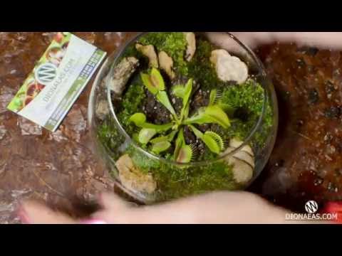 Видео: Подробная посадка венерина мухоловка - Флорариум - Charlie flytrap, Dionaea - DIONAEAS.COM субтитры