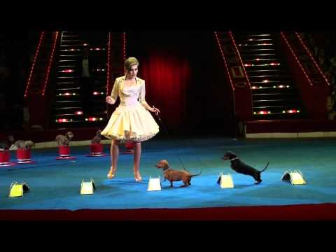 Видео: «Дрессированные таксы». Диана Ведяшкина (2011)