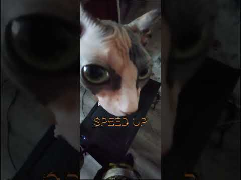 Видео: Черные Глаза//1Час