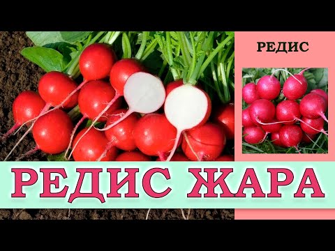 Видео: РЕДИС ЖАРА - ПОПУЛЯРНЫЙ НЕПРИХОТЛИВЫЙ РАННИЙ СОРТ, УСТОЙЧИВЫЙ К ПЕРЕПАДАМ ТЕМПЕРАТУР И СТРЕЛКОВАНИЮ