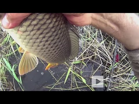 Видео: КАРП на УДОЧКУ ВЗАБРОДКУ