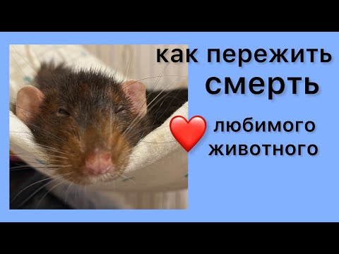 Видео: Как пережить болезни, старость и смерть любимой крысы