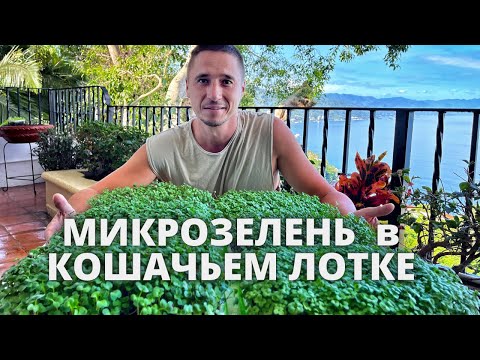 Видео: Микрозелень в кошачьих лотках за 7 дней . Пошаговая технология от семени до готовой зелени