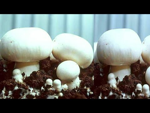 Видео: ШАМПИНЬОНЫ МОЖЕТ ВЫРАСТИТЬ КАЖДЫЙ! (ПОДРОБНАЯ ИНСТРУКЦИЯ) ЧАСТЬ 2 ПОКРЫВАЕМ МИЦЕЛИЙ ГРИБА  ГРУНТОМ