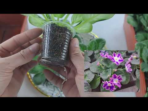 Видео: Продажа фиалок из Новокузнецка за 22.05.24