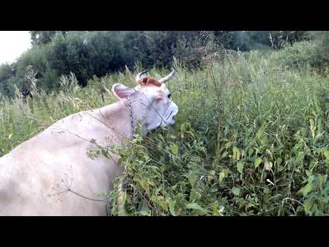 Видео: Покупатель ушел без молока😉..Джерсейские коровы.