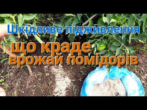 Видео: Як підживити помідори Попелом і не нашкодити???///Попіл для томатів///Калієве підживлення помідорів