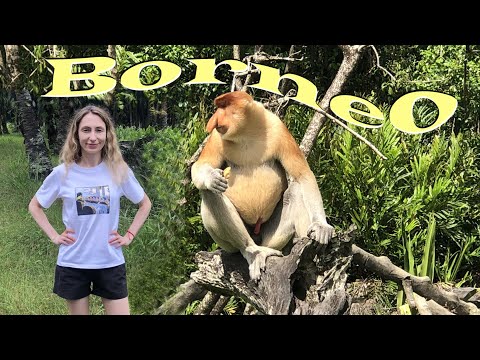 Видео: Малайзия, Сандакан, обезьяны-носачи, орангутанги,  Sabah Hotel, Orangutan, Proboscis Monkey