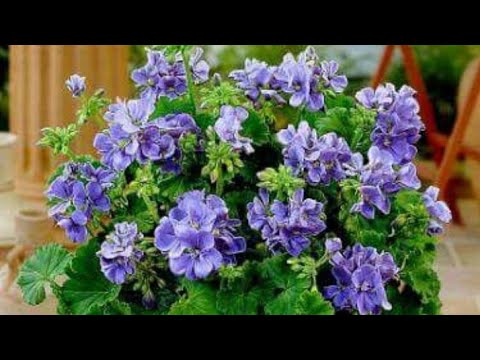 Видео: Герань (пеларгония) гулини киш фаслида кесиб купайтирса буладими