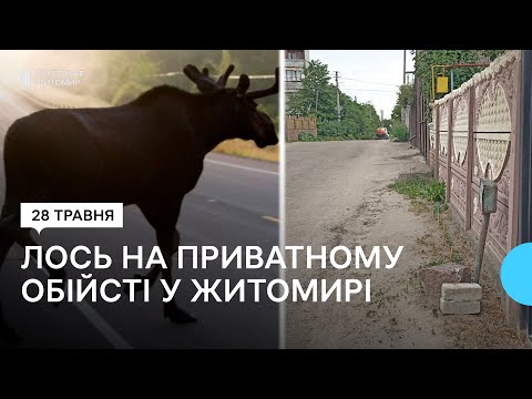 Видео: У Житомирі на приватне обійстя заходив лось — науковці пояснили таку поведінку дикої тварини