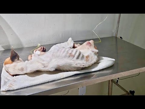 Видео: Потерял сознание на дороге, забытый всеми... пока любовь не дала Костеле повод снова бороться!