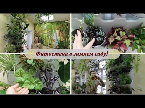 Видео: Фитостена в зимнем саду! Обзор растений в фитомодуле, мой первый опыт!