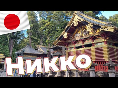 Видео: Никко