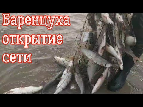 Видео: Открытие рыбалки на БАРЕНЦЕВОМ МОРЕ 🌊. + Речка тундры .