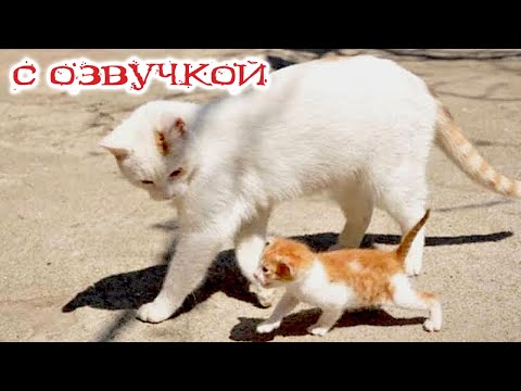 Видео: Приколы с котами - САМЫЕ СМЕШНЫЕ ЖИВОТНЫЕ - С ОЗВУЧКОЙ! СМЕШНЫЕ ВИДЕО!