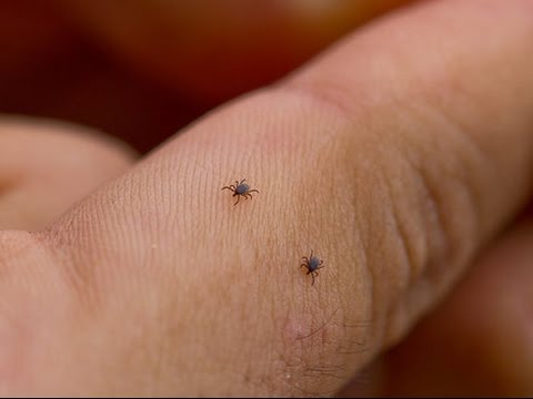 Видео: Внимание – кърлежи: Има ли бум на ухапванията - Здравей, България
