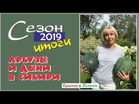 Видео: Арбузы и дыни. Обзор сортов для теплицы и открытого грунта. Сибирь. Итог сезона 2019