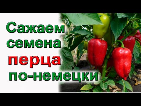 Видео: Сажаем перец! подробно для начинающих