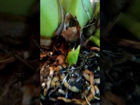 Видео: Как отличить цветонос от роста у цимбидиума.