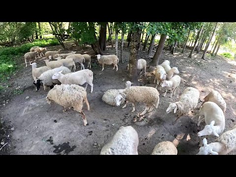 Видео: ВОЛК ЗАШЕЛ В ОВЧАРНЮ ? СЛОМАЛИ ЗАБОР ! ЧТО ТУТ СЛУЧИЛОСЬ ? ХУТОР В ЛЕСУ №467