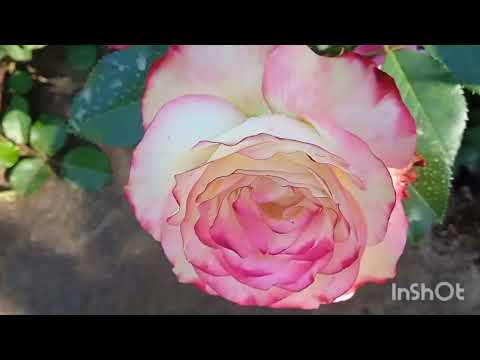 Видео: 25 мая 2024 г.