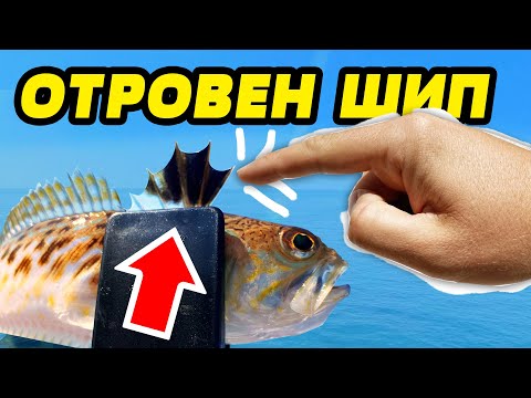 Видео: КАКВО ДА ПРАВИМ АКО НИ УБОДЕ МОРСКИ ДРАКОН на ЧЕРНО МОРЕ? Риболов на сафрид