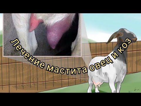 Видео: Виды мастита у овец и коз и способы лечения