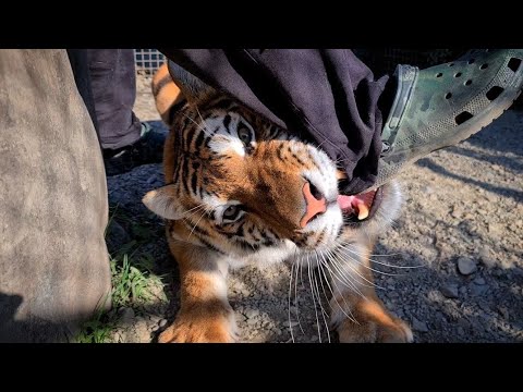 Видео: Тигрица схватила за  ногу 😂😂(кликбэйт) Встреча тигрят с Тигром Астоном!