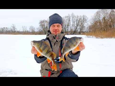 Видео: ЦЕ ШОК! Топ приманка на Крупного окуня! Ловля окуня на піраміду