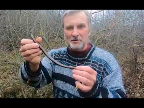 Видео: Бобровое болото #тритон