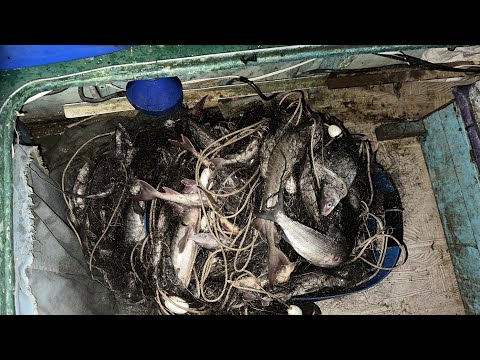 Видео: Пошёл дед к Оби и наловил осетровых на 18 миллионов 400 тысяч рублей