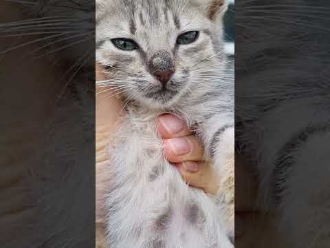 Видео: Кнопочка.😿😿Печальные новости😭😭🫣🫣Между жизнью и смертью!!😭😭🫣🫣