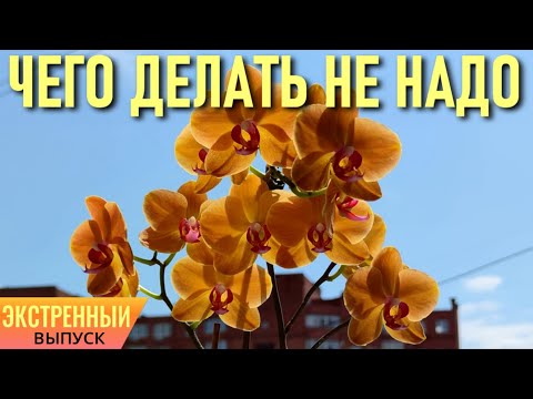 Видео: ЭКСТРЕННЫЙ ВЫПУСК! ЧЕГО НЕ НАДО ДЕЛАТЬ С ОРХИДЕЯМИ, ЕСЛИ ВЫ НОВИЧОК! БОТРИТИС СЕРЫЙ - ЧТО ДЕЛАТЬ?