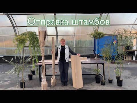 Видео: Отправка штамбов ивы. Русская ива.