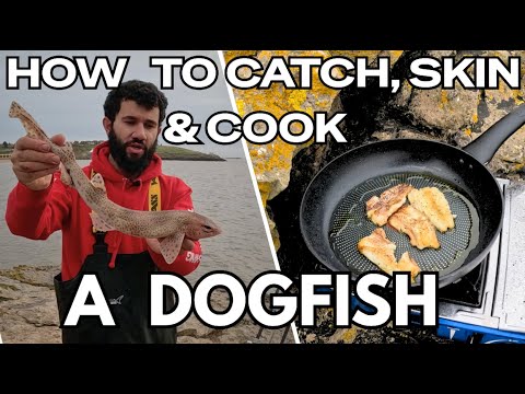 Видео: Как поймать, очистить и приготовить акулу-собаку