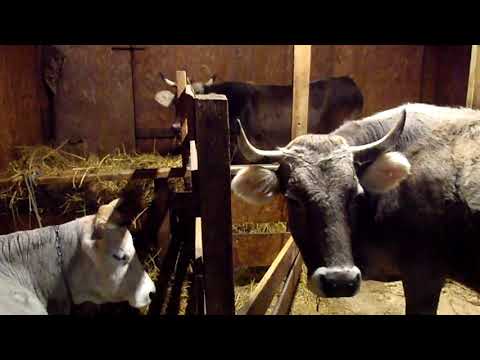 Видео: Сколько нужно иметь коров для ЛПХ.