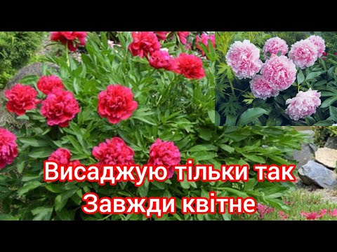 Видео: Піони завжди заквітнуть якщо так посадити☝️