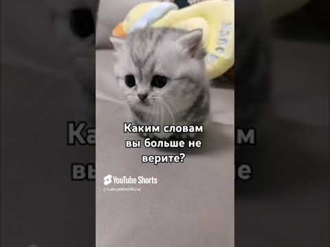 Видео: Актив вернись🥺 #рек #сабинамайл