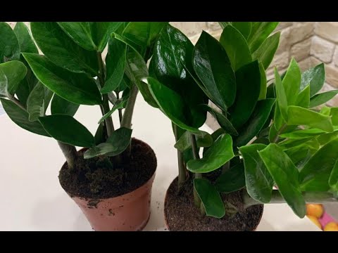 Видео: Замиокулькас - приметы и суеверия: можно ли держать его дома и чего ожидать, если он зацвел?
