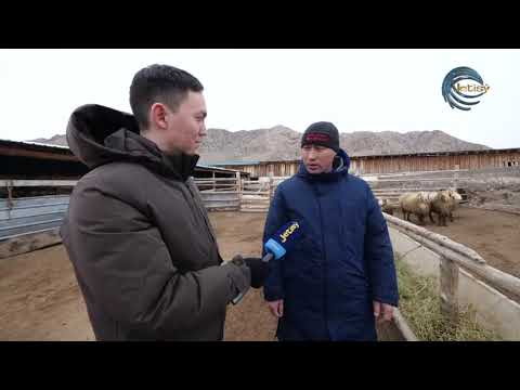 Видео: ҚОЙ ТҰҚЫМЫ КАМРИДЕН ҚЫМБАТ / ҚОЙ ШАРУАШЫЛЫҒЫ / AGROLIFE / 10.03.23