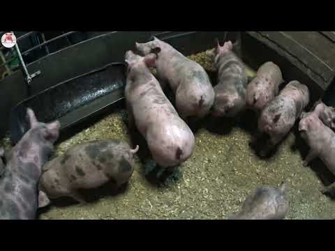 Видео: Вес поросят породы пьетрен, пьетрен/ландрас в 3 месяца.