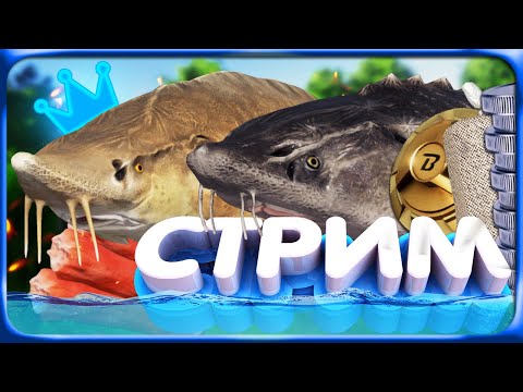 Видео: РР4 СТРИМ • ОХОТА за ТРОФЕЯМИ и ФАРМ на ОСЕТРАХ + НОРВЕЖСКОЕ МОРЕ!
