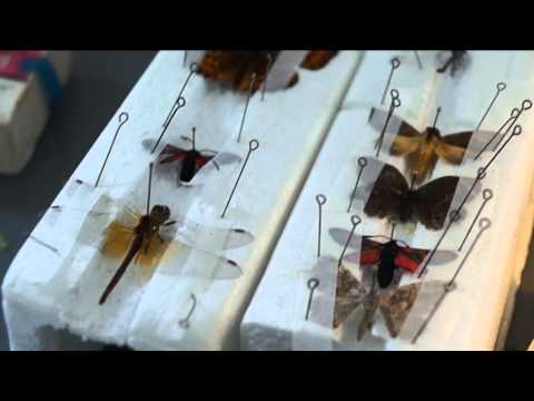 Видео: ЛЕТНЯЯ ПРАКТИКА БИОЛОГОВ // ЧТО ВАС ЖДЕТ В ПОЛЕВЫХ УСЛОВИЯХ?