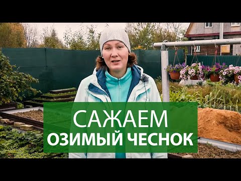 Видео: ОЗИМЫЙ ЧЕСНОК | правила посадки чеснока на зиму